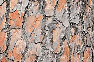 Pine tree bark detailled background