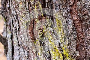 PINE TREE BARK WITH GREEN MOSS BACKGROUND