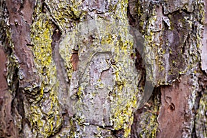 Pine Tree Bark with Mossy Green Lichen