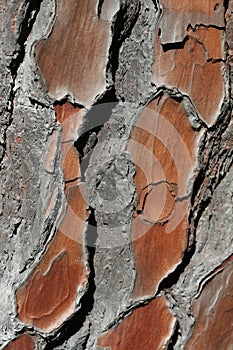 Pine tree bark pattern