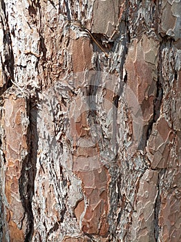 Pine tree bark with pattern and side contrast light