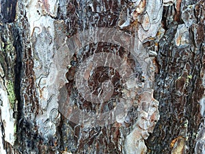 Pine tree bark. Background nature. Texture nature. photo