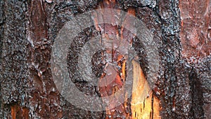 pine tree bark texture as background