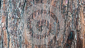 pine tree bark texture as background