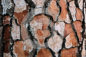 Pine tree bark texture and background, close up view of natural and organic pine bark.
