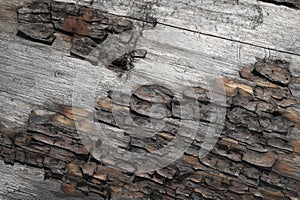 Pine tree bark texture background. Close up view