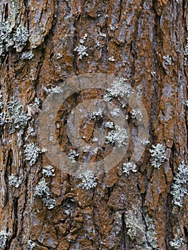 Pine tree bark texture background. Close up view