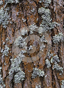 Pine tree bark texture background. Close up view