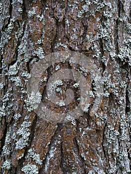 Pine tree bark texture background. Close up view