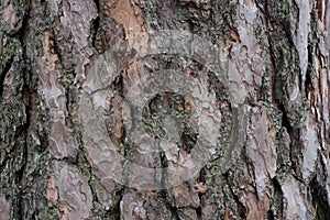 Pine tree bark texture background
