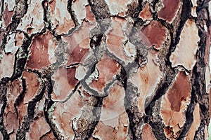 Pine tree bark texture and background, macro view of natural and organic pine bark pattern. photo