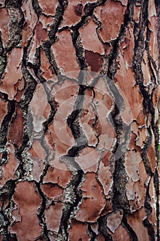 Pine tree bark texture and background, macro view of natural and organic pine bark pattern. photo