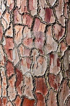 Pine-tree bark texture background