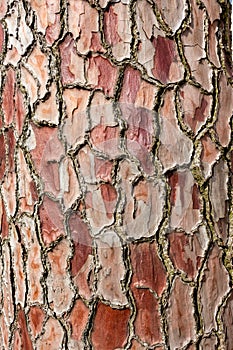 Pine-tree bark texture background