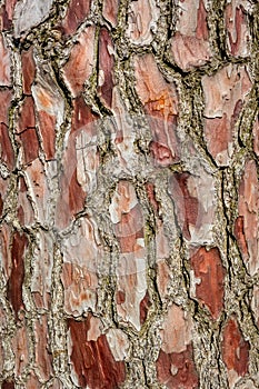 Pine-tree bark texture background