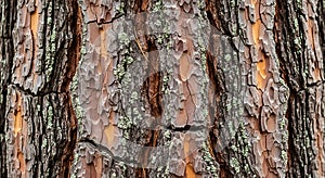 Pine Tree Bark Texture, Close-up Pattern with Lichen