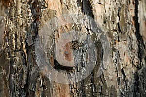 Pine tree bark texture, close up