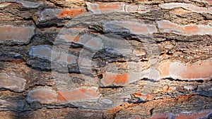 Pine tree bark texture. Close-up shot