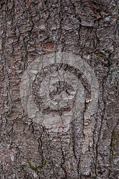 Pine Tree Bark Texture