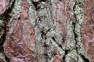 Pine tree bark texture with fungus