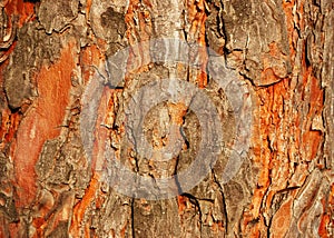 Pine tree bark texture