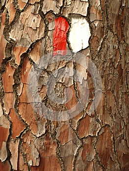 Pine tree bark with trail mark