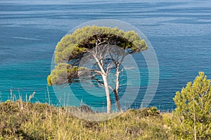 Pine tree in the bay of Es Calo, Mallorca