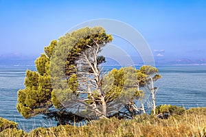 Pine tree in the bay of Es Calo, Mallorca photo