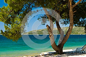 Pine tree on the beach