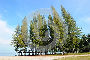 Pine Tree at beach