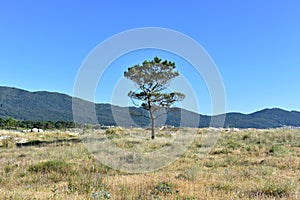 Pine tree on a beach with grass in sand dunes and blue sky. Carnota, Galicia, Spain. photo