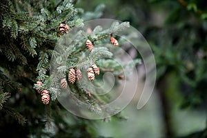 Pine tree with beautiful cones in forest