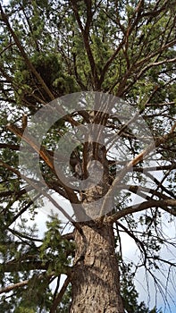 Pine Tree From Below