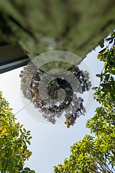 A pine tree from below angle with a morning sky