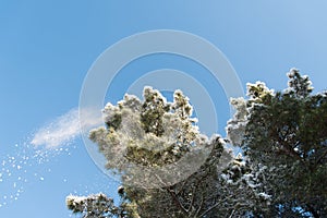 Pine tree bent from heavy snow
