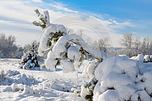 Pine tree bent under weight of snow