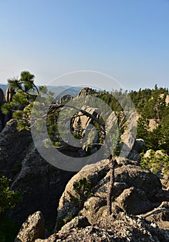 Pine Tree Bent in the Wind on a Mountain
