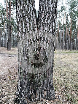 A pine tree with a bifurcated trunk.