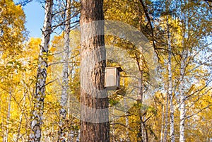 Pine tree with birdhouse in yellow forest