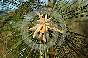 Pine tree in bloob