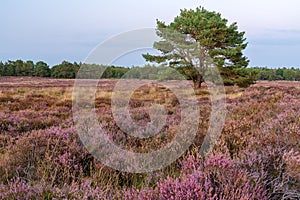 Pine tree in blooming field of heather