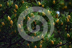 The pine tree blooms in the forest in spring. Male cones on the branches. Beautiful background