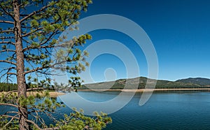 Pine Tree Beside Blue Lake