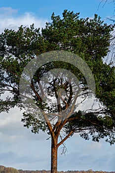 A pine tree with a blue sky and patchy clouds in the background. Picture from Lake Vomb in Scania, Sweden