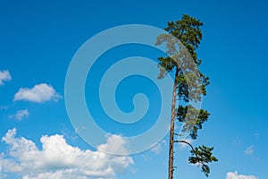 Pine tree in blue sky whith clouds