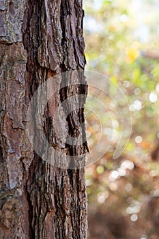 Pine Tree with Bokeh Forest Background