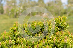 Pine tree bonsai close up