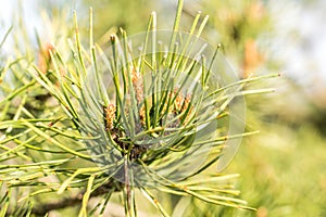 Pine tree bonsai close up