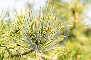 Pine tree bonsai close up