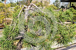Pine tree bonsai close up